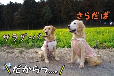 1サラダバー05.jpg