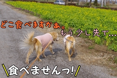 1サラダバー06.jpg
