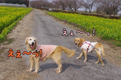 1サラダバー07.jpg