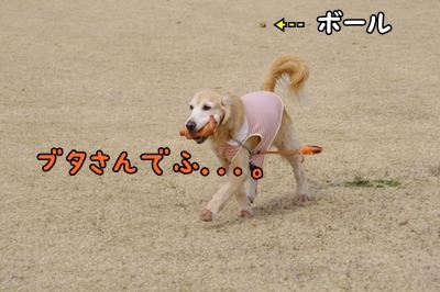 1ブタさん05.jpg