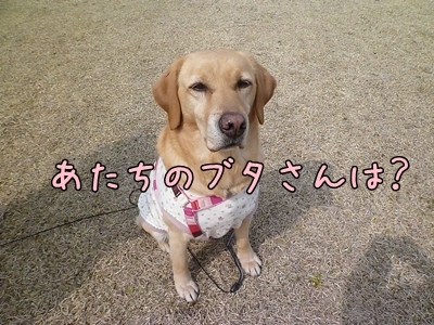 1ブタさん19.jpg