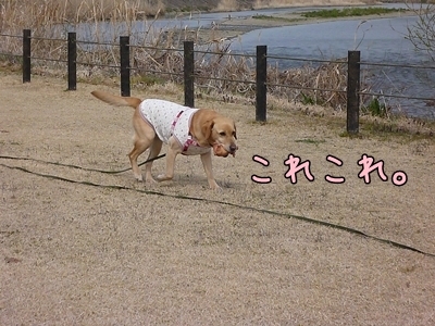 1ブタさん20.jpg