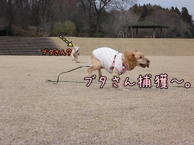 1ブタさん22.jpg
