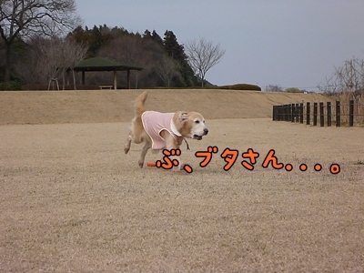 1ブタさん23.jpg