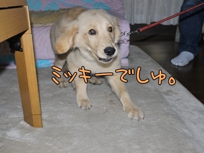 1ミッキーちゃん02.jpg