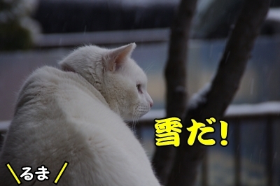 1雪07.jpg
