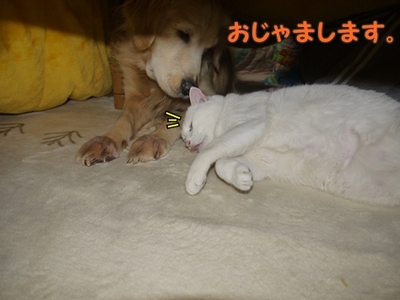 2さくら家16.jpg
