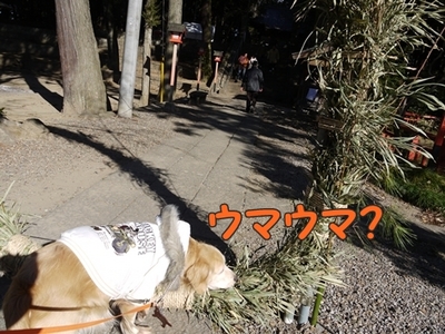1元旦13.jpg