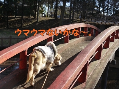 1太鼓橋09.jpg