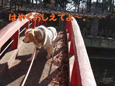 1太鼓橋11.jpg