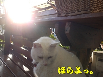 1太鼓橋17.jpg
