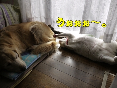 1爪02.jpg