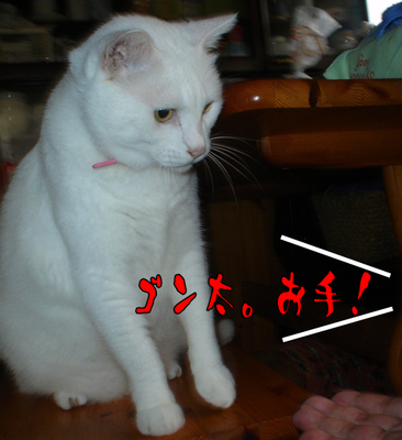 うまうま下さい3.jpg