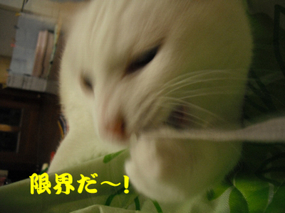 ご飯9.jpg