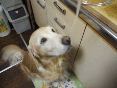 そーめん.gif