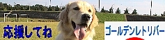 にほんブログ村 犬ブログ ゴールデンレトリバーへ