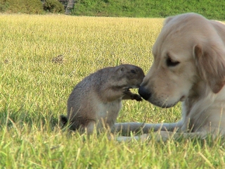 プーとショコラ.jpg