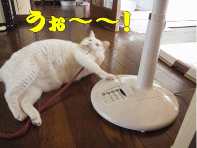 扇風機.gif