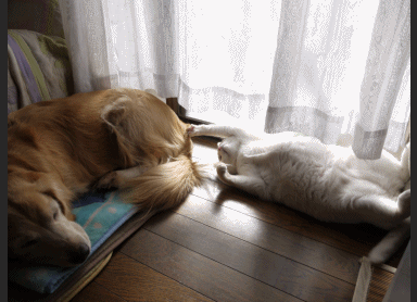 爪1.gif