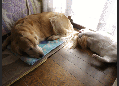 爪2.gif