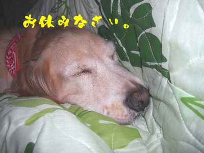 DSCFお休み1.jpg