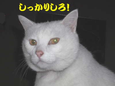 DSCFお休み2.jpg