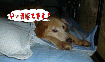 zzz4.jpg