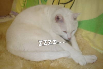 zzz5.jpg