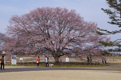 1サラダバー10.jpg