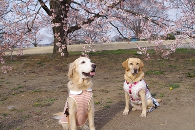 1サラダバー15.jpg