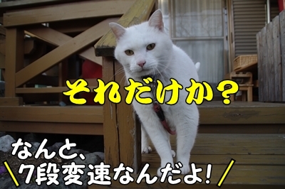 1サラダバー25.jpg