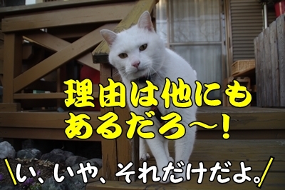 1サラダバー26.jpg