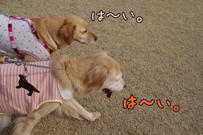 1ブタさん10.jpg