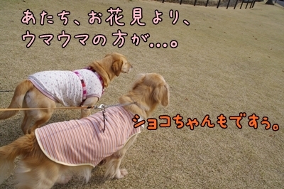 1ブタさん11.jpg