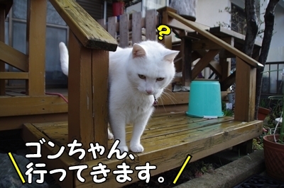 1ブタさん12.jpg