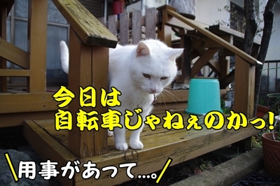 1ブタさん13.jpg
