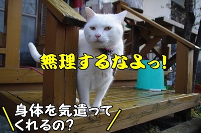 1ブタさん14.jpg