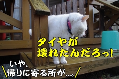1ブタさん15.jpg