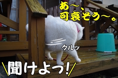 1ブタさん18.jpg