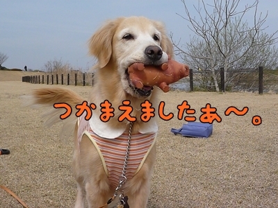 1ブタさん27.jpg