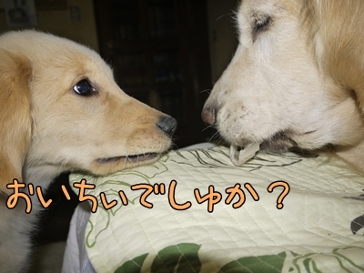 1ミッキーちゃん09.jpg